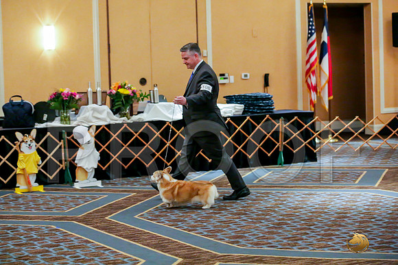 Veterans Sat RingsJJJ_0023-CorgiHstn2019-HR3