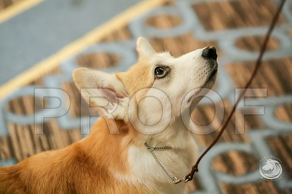 Veterans Bitch Ring SatJJJ_9491-CorgiHstn2019-HR3