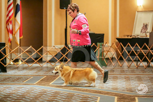 Winners Dog Sat RingsJJJ_8684-CorgiHstn2019-HR3
