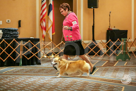 Winners Dog Sat RingsJJJ_8686-CorgiHstn2019-HR3