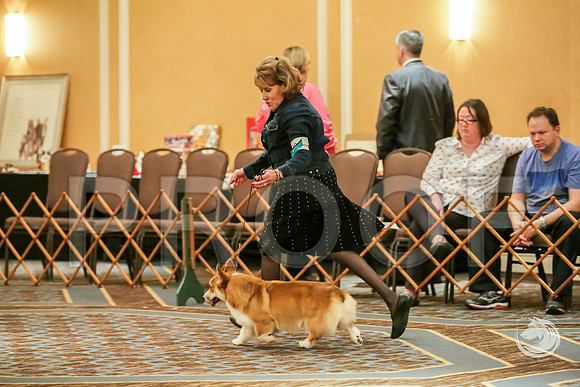 Winners Dog Sat RingsJJJ_8693-CorgiHstn2019-HR3