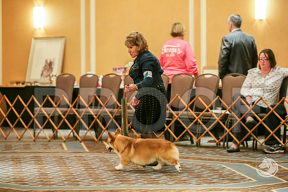 Winners Dog Sat RingsJJJ_8694-CorgiHstn2019-HR3