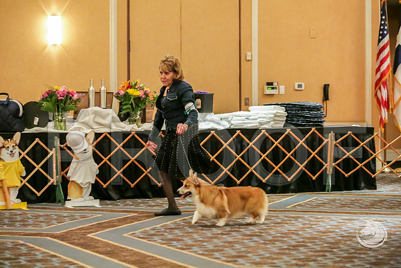 Winners Dog Sat RingsJJJ_8703-CorgiHstn2019-HR3