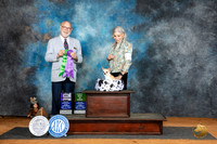 Chihuahua Smooth Coat #19 Sat WDBOBM Judge Tim Robbins
