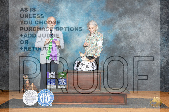 Chihuahua Smooth Coat #19 Sat WDBOBM Judge Tim Robbins__JP_8009_MARSHALL_2024_HR3