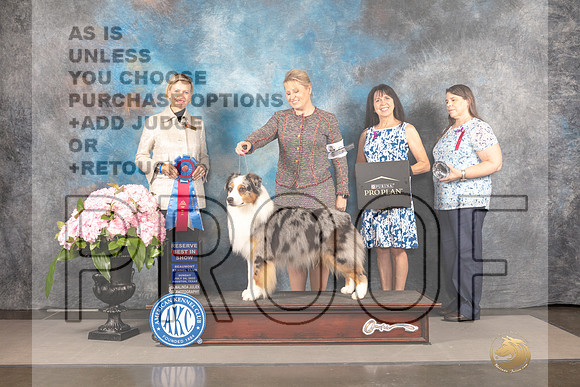 Australian Shepherd #55 Sun RBIS Judge Patricia Sosa_MJ_8493_Houston_2022_HR3