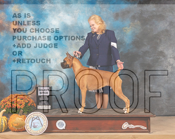 Boxer #10 Sun SD Judge Dale Meyers-MMJ_0120-Humble2021