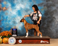 Boxer #16 Sun BOW Judge Dale Meyer