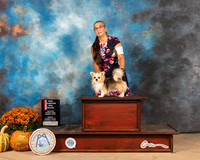 Chihuahua Long Haired #7 Sun BOS Judge Mary Napper
