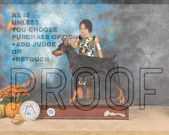 Doberman Pinscher #5 Sun WD Judge Dale Meyers-MMJ_0065-Humble2021
