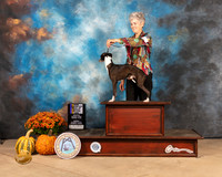 Italian Greyhound #5 Sun BOBBOW Judge Mary Napper