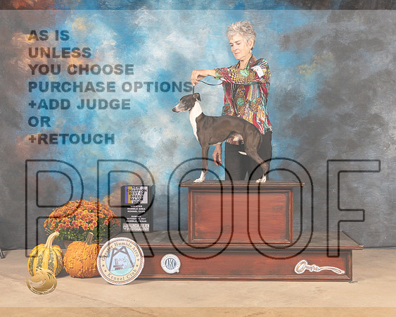 Italian Greyhound #5 Sun BOBBOW Judge Mary Napper-MMJ_0095-Humble2021