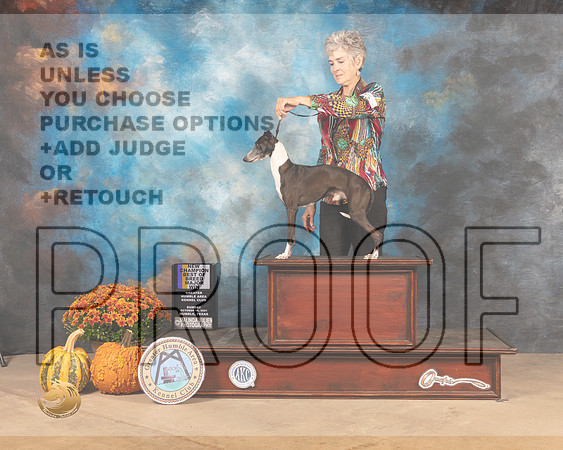 Italian Greyhound #5 Sun BOBBOW Judge Mary Napper-MMJ_0096-Humble2021