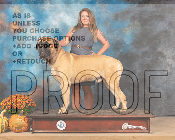 Mastiff Amarillo-MMJ_0132-Humble2021