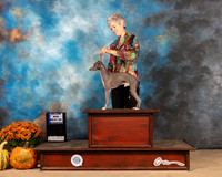 Italian Greyhound #17 BELTON