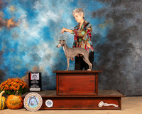 Italian Greyhound #8 BOSWB Judge Mary Napper