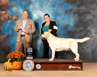 Labrador Retriever #9 Sun RWD Judge Jay Richardson