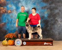 Norwegian Elkhound Jenny