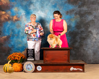Pomeranian #15 Sun BOW Judge Mary Napper
