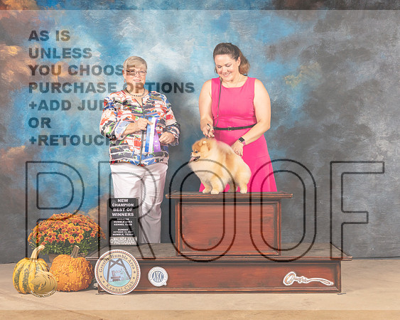 Pomeranian #15 Sun BOW Judge Mary Napper-MMJ_6048-Humble2021