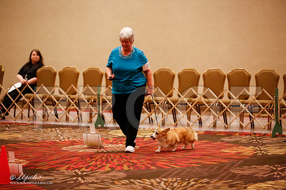_JJ_7584-HstnCorgiFeb2015-HR3