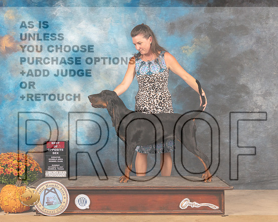 Black & Tan Coonhound #6 Sun BOS Judge Jeanne Buehler-MMJ_6090-Humble2021