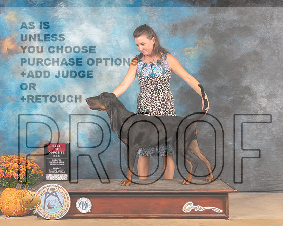 Black & Tan Coonhound #6 Sun BOS Judge Jeanne Buehler-MMJ_6091-Humble2021