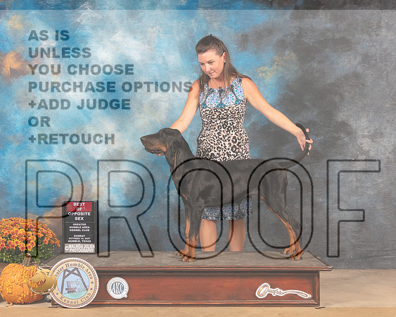 Black & Tan Coonhound #6 Sun BOS Judge Jeanne Buehler-MMJ_6095-Humble2021