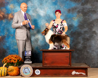 Shetland Sheepdog #16 Sun BOW Judge Gary Sparschu