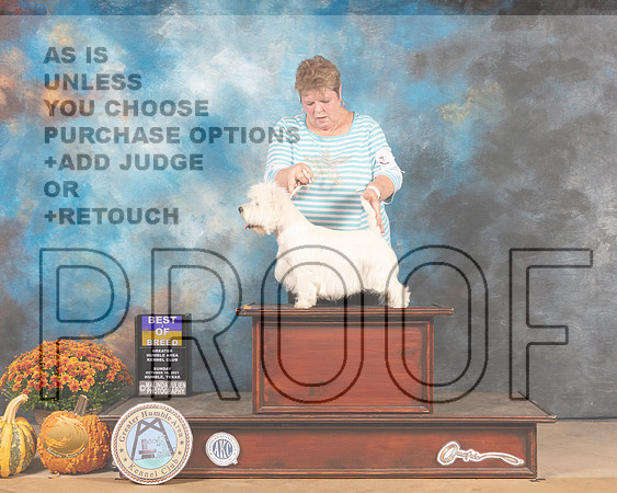 West Highland White Terrier #10 Sun BOB Judge Phillip Briasco-MMJ_6097-Humble2021