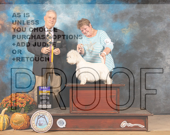 West Highland White Terrier #10 Sun BOB Judge Phillip Briasco-MMJ_6099-Humble2021