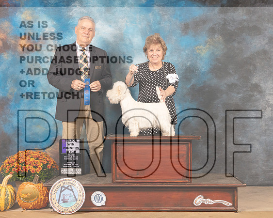 West Highland White Terrier #14 Sun WB Judge Phillip Briasco-MMJ_6104-Humble2021