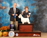 West Highland White Terrier #14 Sun WB Judge Phillip Briasco