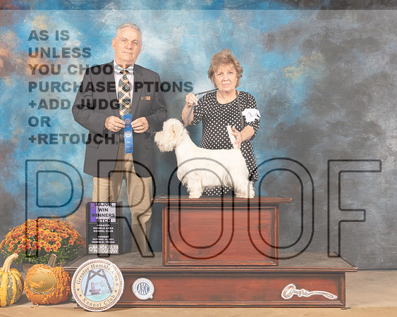 West Highland White Terrier #14 Sun WB Judge Phillip Briasco-MMJ_6103-Humble2021