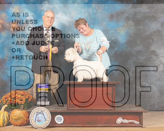 West Highland White Terrier #10 Sun BOB Judge Phillip Briasco-MMJ_6100-Humble2021