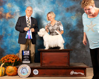 West Highland White Terrier $5 Sun BOW Judge Phillip Briasco