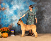 Briard #6 Sun BOBWB Judge Gary Sparschu