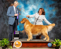 Golden Retriever #9 Thur WD Judge Jon Cole