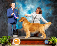 Golden Retriever #9 Sat BOW Judge Steve Ketaing