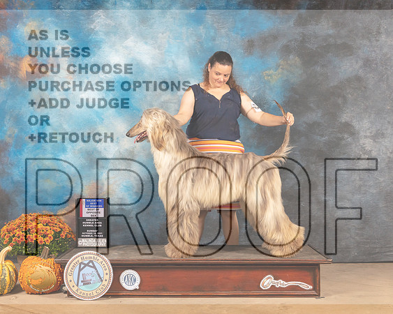 Afghan Hound #14 Sun BOSBOW Judge Anne Gallant-MMJ_6139-Humble2021