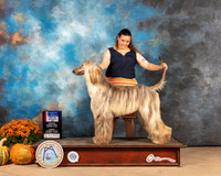 Afghan Hound #14 Sun BOSBOW Judge Anne Gallant