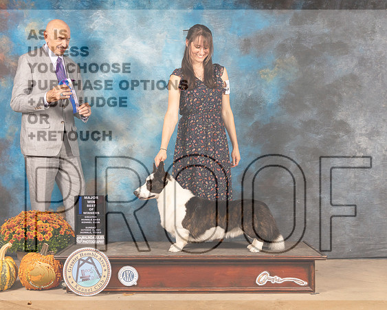 Cardigan Welsh Corgi #15 Sun BOW Judge Gary Sparschu-MMJ_6165-Humble2021