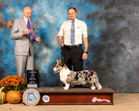 Cardigan Welsh Corgi #16 Sun WB Judge Gary Sparschu