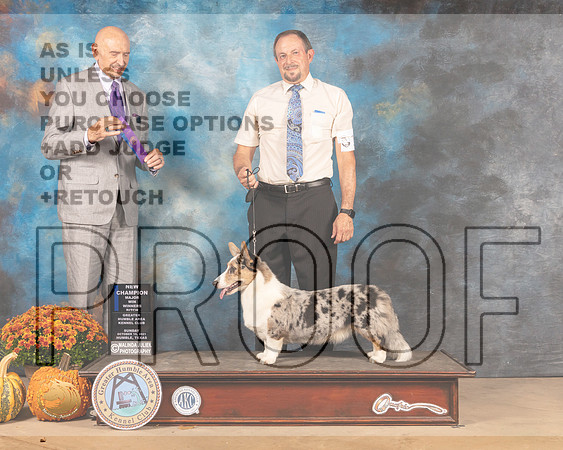 Cardigan Welsh Corgi #16 Sun WB Judge Gary Sparschu-MMJ_6161-Humble2021