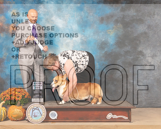 Cardigan Welsh Corgi #19 Sun SD Judge Gary Sparschu-MMJ_6168-Humble2021