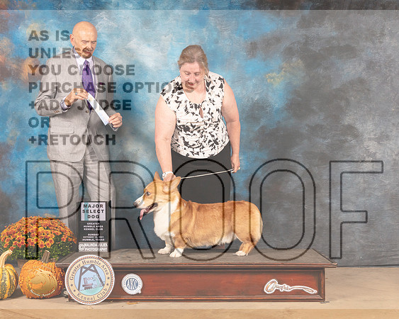 Cardigan Welsh Corgi #19 Sun SD Judge Gary Sparschu-MMJ_6169-Humble2021
