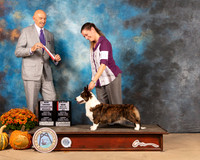 Cardigan Welsh Corgi #20 Sun BOS Judge Gary Sparschu