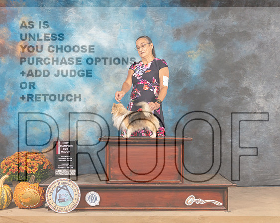 Chihuahua Long Coat #7 Sun BOS Judge Mary Napper R-MMJ_6149-Humble2021