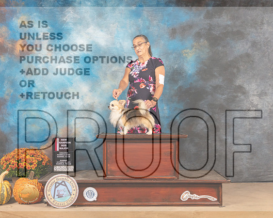 Chihuahua Long Coat #7 Sun BOS Judge Mary Napper R-MMJ_6150-Humble2021