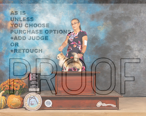Chihuahua Long Coat #7 Sun BOS Judge Mary Napper R-MMJ_6152-Humble2021